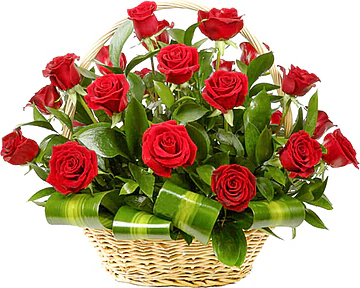 Luxury Basket with 24 Premium Grade Red Roses decorated with seasonal greenery. Suitable for, love, congratulations, birthdays, weddings, anniversaries and inaugurations.