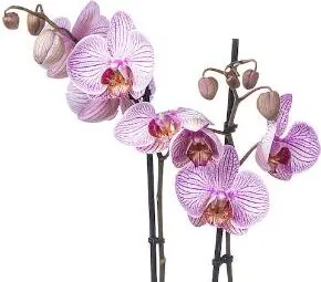 Regalare un'Orchidea è il pensiero perfetto in qualsiasi occasione. Con la scelta della tonalità dei suoi bellissimi fiori  puoi esprimere e comunicare emozioni ben precise. L'orchidea rosa è  l'emblema di femminilità e gioia, con i suoi fiori raffinati dalle tonalità  tenui e delicate comunica, infatti, emozioni dolci e intense spesso associata alla sfera della famiglia, persone care o di grande interesse personale. Apprezzato come un tenero regalo per un'amica, una collega, una madre, una moglie o un famigliare stretto è il pensiero perfetto nelle occasioni di anniversari, inaugurazioni, date importanti e matrimoni.