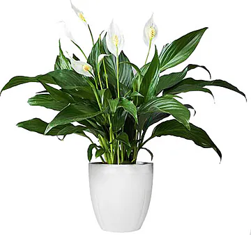 La pianta di Spathiphyllum è  ideale per la casa, il negozio e l'Ufficio. Particolare per la bellezza non solo dei fiori ma anche delle foglie, verdi, lucenti. Esprime allegria e felicità. Adatta per occasioni come nascita, felicitazioni, compleanni, matrimoni, anniversari e inaugurazioni.