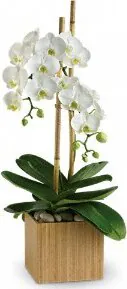 Orchidea Big di Prima Scelta varietà (phalaenopsis) in Elegante Confezione a Tono. Esprime Purezza, Felicità, Amore e Affetto. Sempre un'ottima scelta in ogni Occasione