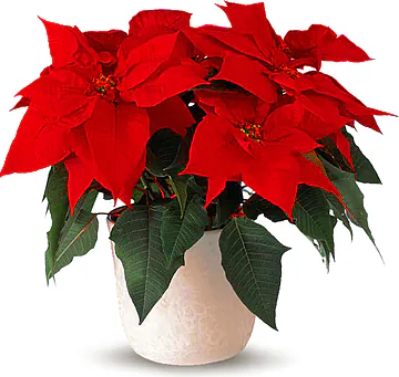 Wish someone a merry Christmas with a Red Poinsettia plant