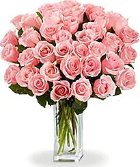 50 pink roses