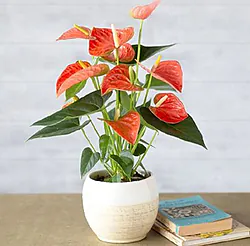 Indoor Plant for Office and Home