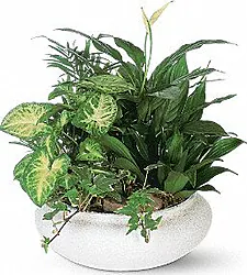 Mixed Plants Basket arrangement