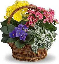 Mixed Plants Basket arrangement