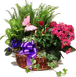 Mixed Plants Basket arrangement