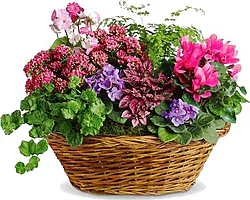 Mixed Plants Basket arrangement