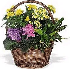 Mixed Plants Basket arrangement