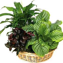 Mixed Plants Basket arrangement