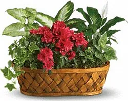 Mixed Plants Basket