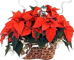 Basket of Red Poinsettias