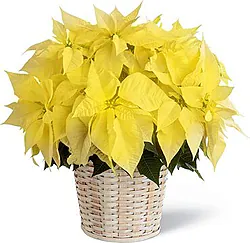 Basket of first-class yellow poinsettias