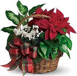 Basket with red poinsettia and mixed plants
