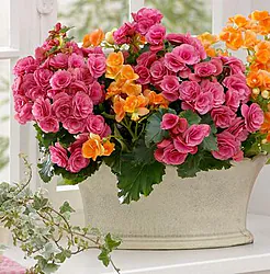 Composizione di Piantine miste in Vaso. La Begonia è una delle Piante più amate con colori Vivaci e Foglie variegate