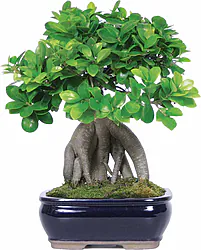 Alberello di Bonsai sempreverde in vaso. Varietà Ficus Facile da curare, Simbolo di Fortuna e di Buon Auspicio, un'Ottima Scelta in Ogni Occasione