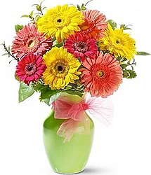 Multicolored Gerberas with seasonal greenery