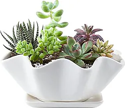 Mixed succulent seedlings arrangement for home