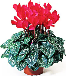 Cyclamen Plant