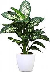 Indoor Plant