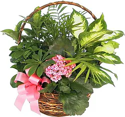 Funeral basket of green and flowering plants