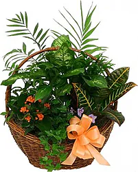 Funeral basket of green and flowering plants