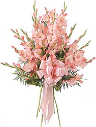 Funeral bunch of pink gladioli