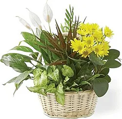 Mixed Plants Basket arrangement