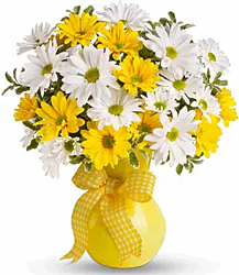 Yellow and white daisies or gerberas
