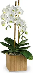 Bellissima Pianta di Orchidea di Prima Scelta Facile da Curare in Elegante Confezione a Tono, un'ottima scelta, sempre Gradita in Ogni Occasione