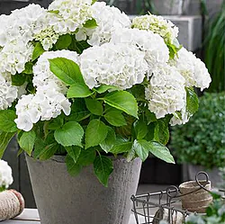 Indoor or outdoor plant