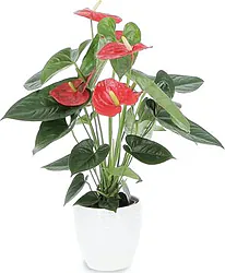 Indoor Plant for Office and Home