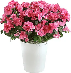 Azalea Plant, suitable to decorate any indoors environment