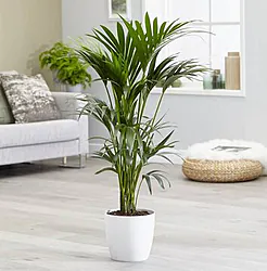 Indoor Plant suitable for houses, plants, offices