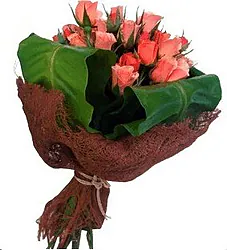 Pink roses