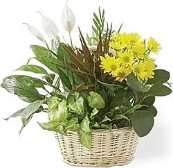 Mixed Plants Basket arrangement