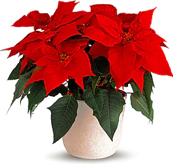 Wish someone a merry Christmas with a Red Poinsettia plant