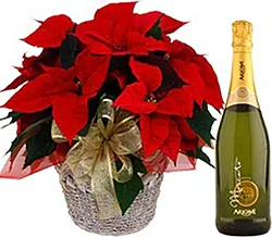 Red poinsettia plant with sparkling wine or white wine