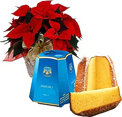 Red poinsettia with pandoro