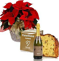 Red poinsettia with panettone and sparkling wine