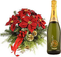 Red Poinsettia plant with sparkling wine