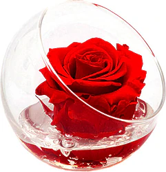 High Quality Euroflora Preserved
