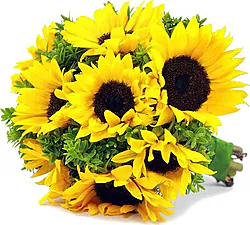 Sunflowers bouquet, decorated with seasonal greenery.