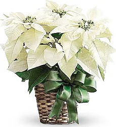 First-class light-colored poinsettia in a basket