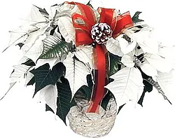 Wish someone a merry Christmas with a white Poinsettia plant.