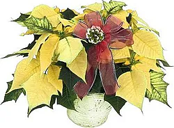 Wish someone a merry Christmas with a yellow poinsettia plant.
