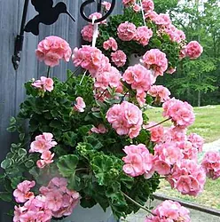 Outdoor Geranium Plants  Mixed colours