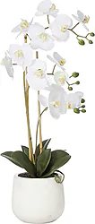 High Quality Orchid Phalaenopsis Plant