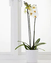 High Quality Orchid Phalaenopsis Plant