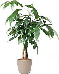 Indoor Plant for Home, Office, and Store