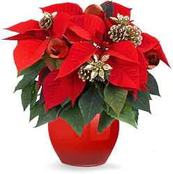 Beautiful Red Poinsettia with Christmas Decorations. Make your Christmas wishes special.